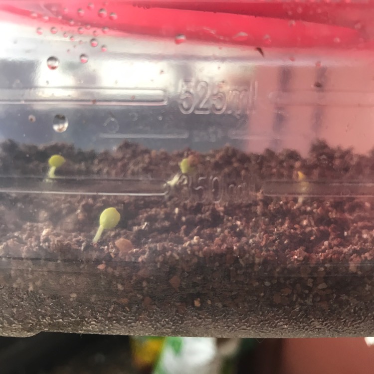 plant image 577861