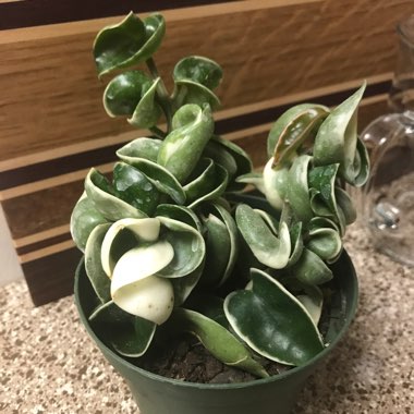 Hoya carnosa 'Compacta'
