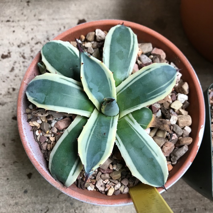 Plant image Agave Americana 'Marginata'