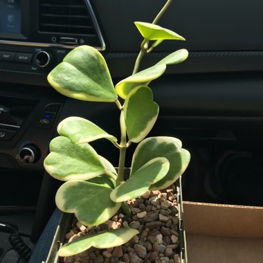 Hoya kerrii 'Albomarginata'