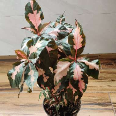 Graptophyllum pictum 'Chocolate'
