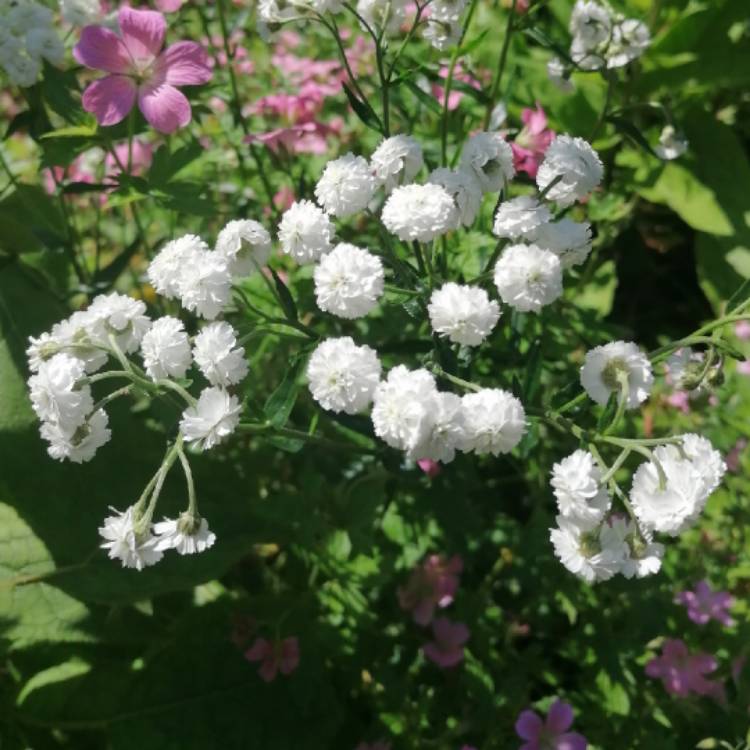 Plant image Achillea ptarmica 'Perry's White'