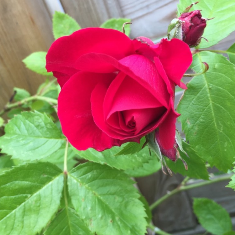 Plant image Rosa 'Korflata' syn. Rosa 'Flammentanz', Rosa 'Flame Dance', Rosa 'Flaming Dance', Rosa 'Vlammenspel'