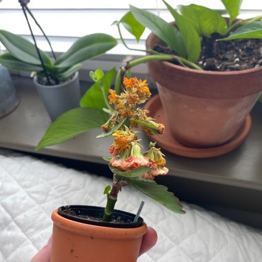Kalanchoe Blossfeldiana