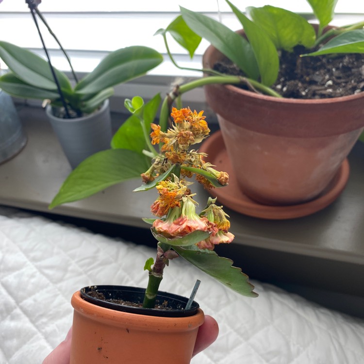 plant image 1413244