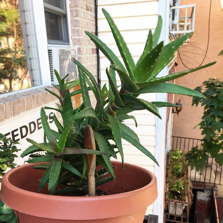 Plant image Aloe nobilis variegata