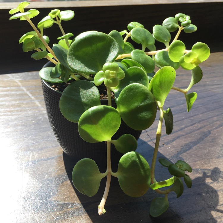 Plant image Sedum makinoi 'Green Blob'