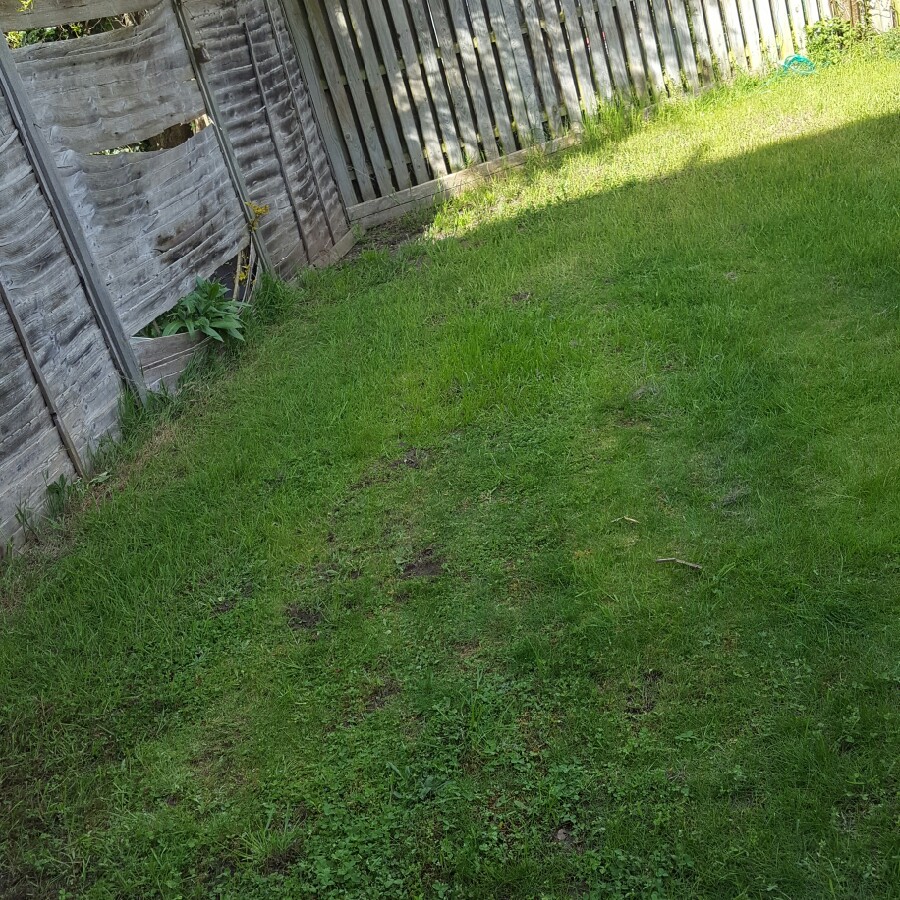 Ivan's garden