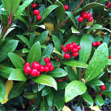 Skimmia japonica 'Whitebolwi' syn. Skimmia japonica 'Sensation'