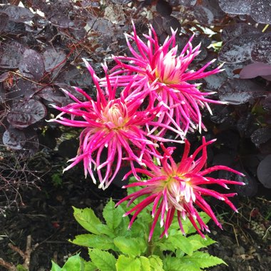 Dahlia 'Hollyhill Spiderwoman'