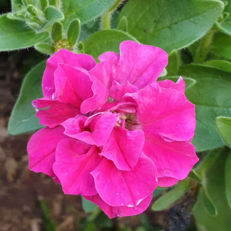 Plant image Petunia 'Double Wave® Pink'