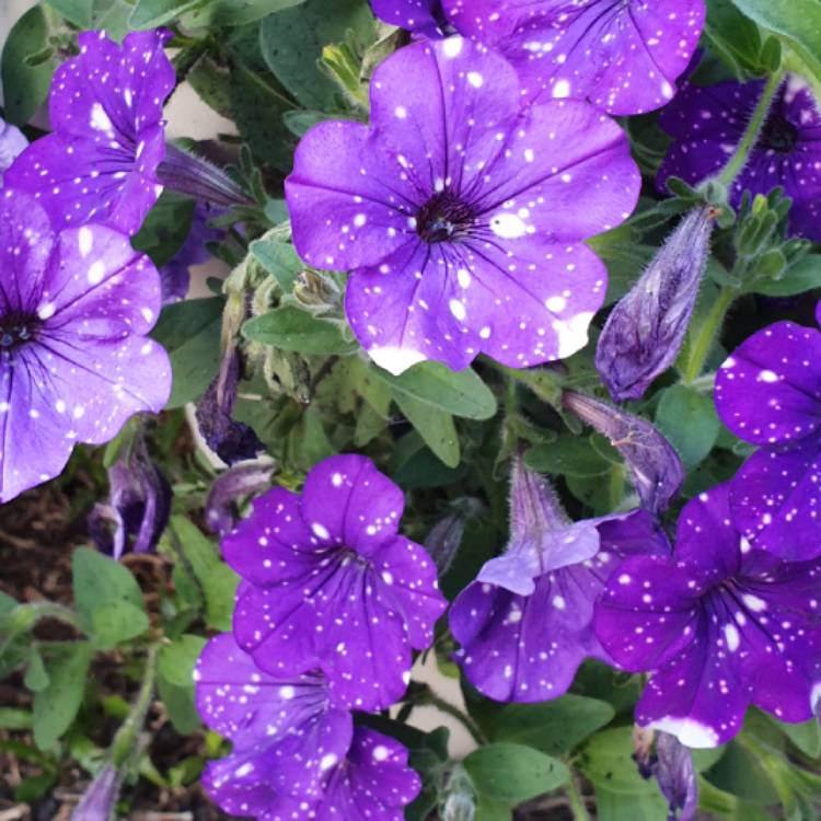 plant image 1147557 plant image 1147557