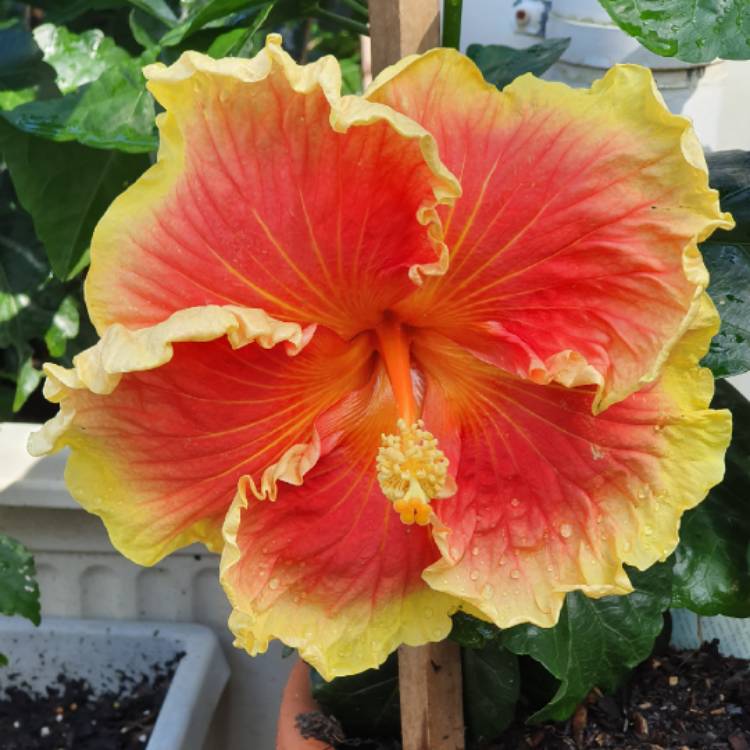 plant image 1192696