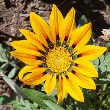 Treasure Flower