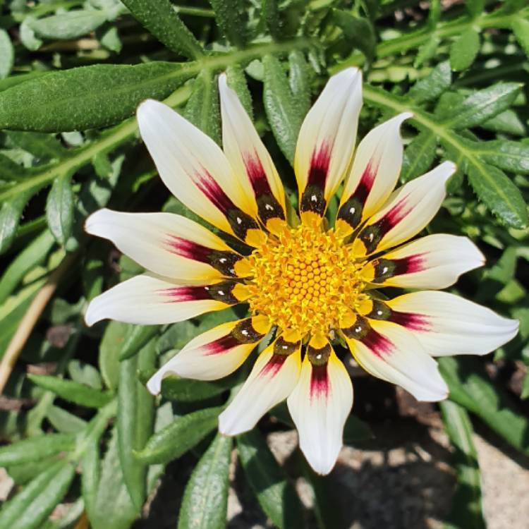 plant image 1203500