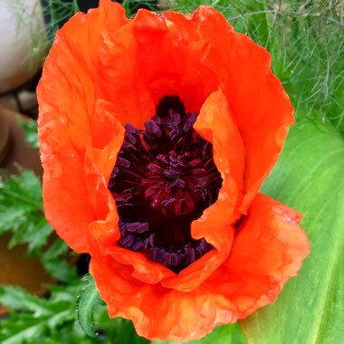 Oriental Poppy 'Allegro'