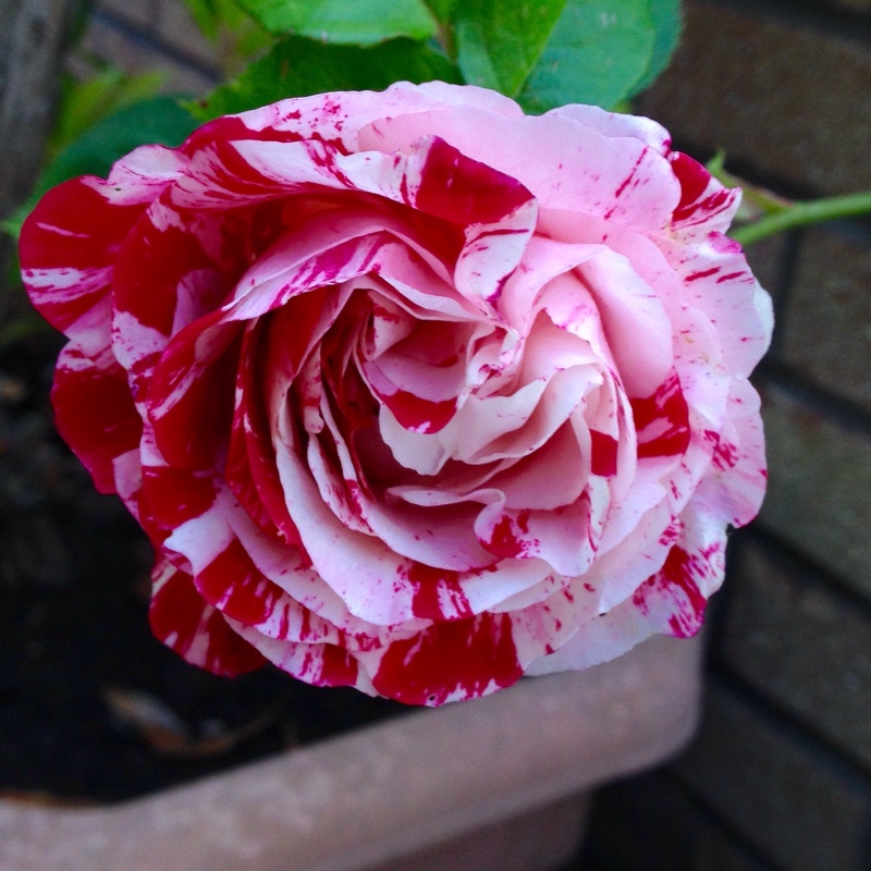 Plant image Rosa gallica 'Versicolor' syn. Rosa mundi, Rosa 'Mundi', Rosa mundi 'Versicolor'