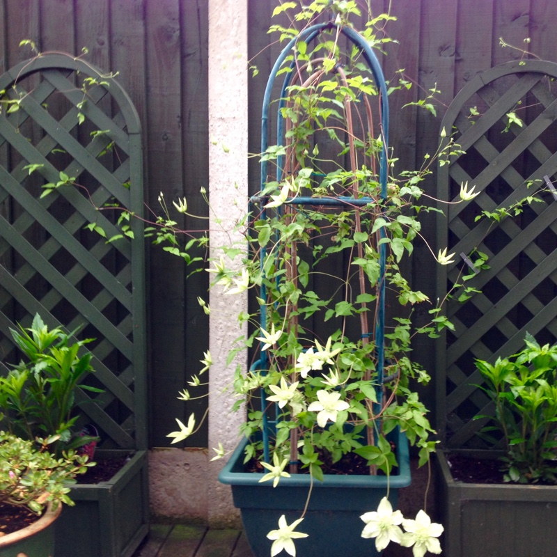 Plant image Clematis florida 'Alba plena'