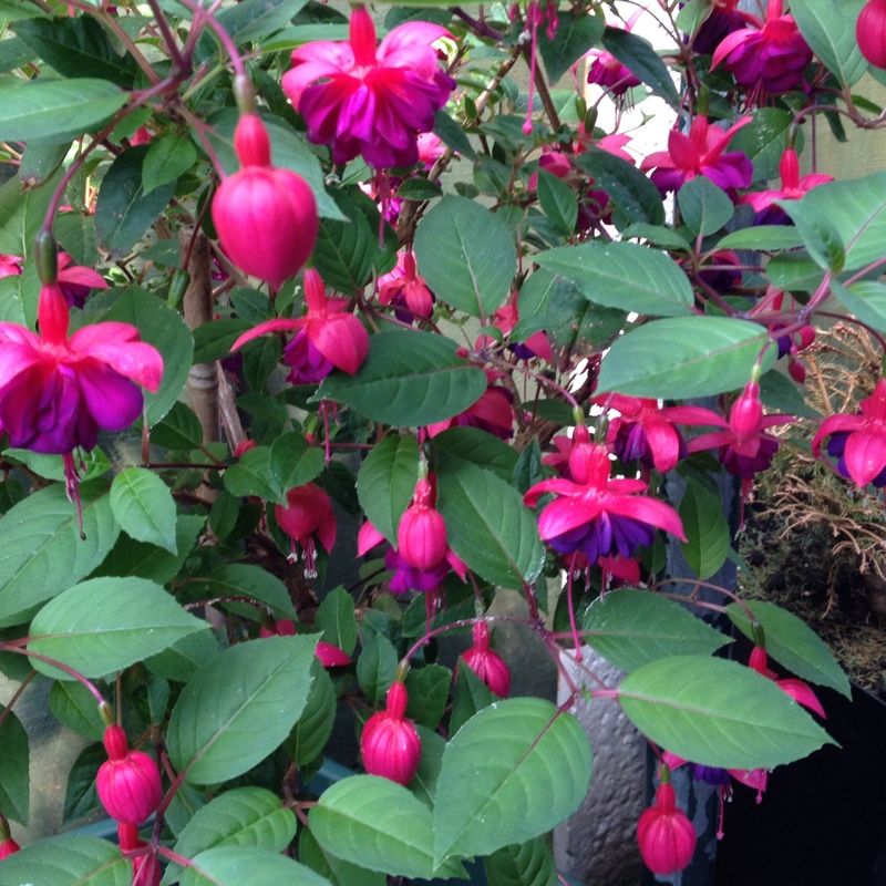 plant image 163537