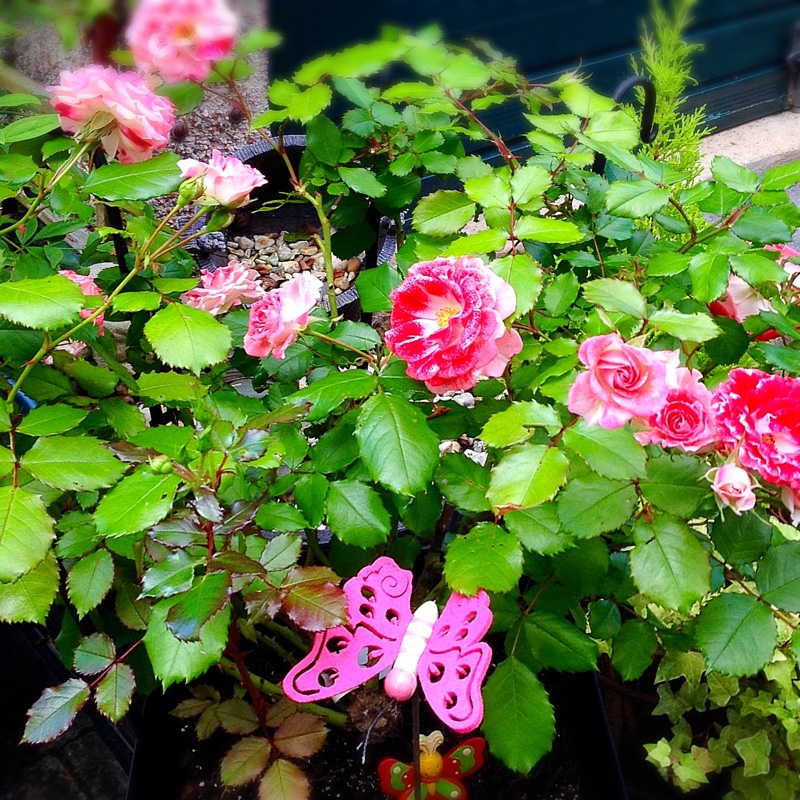 Rosa 'My Mum'
