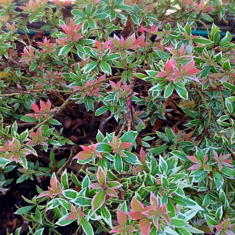 Plant image Pieris japonica 'White Rim'