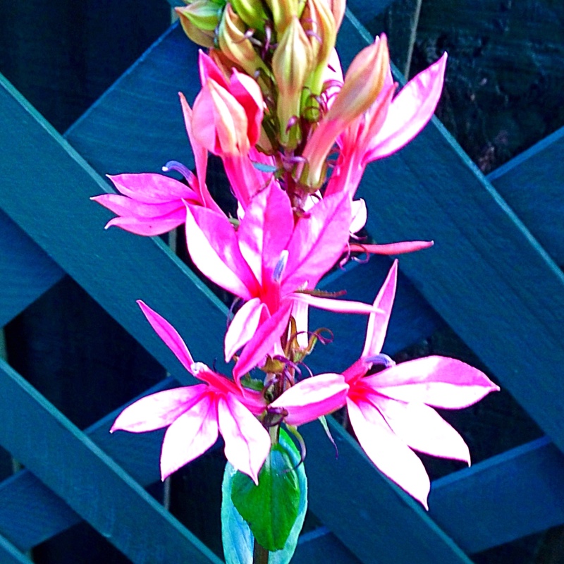 Plant image Lobelia x speciosa 'Fan Salmon'