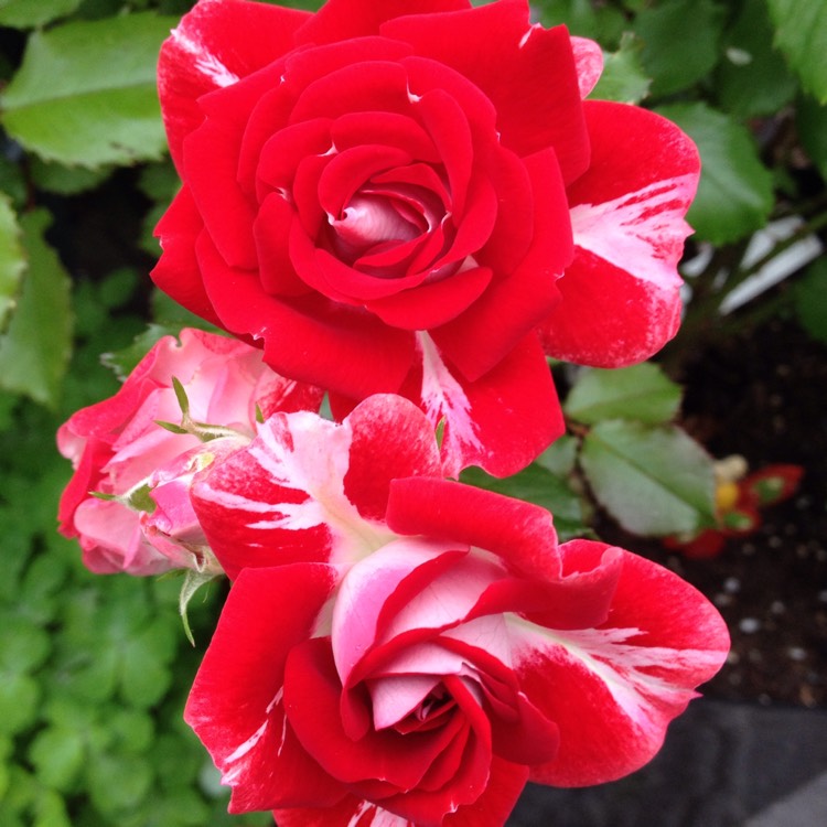 Plant image Rosa 'My Mum'