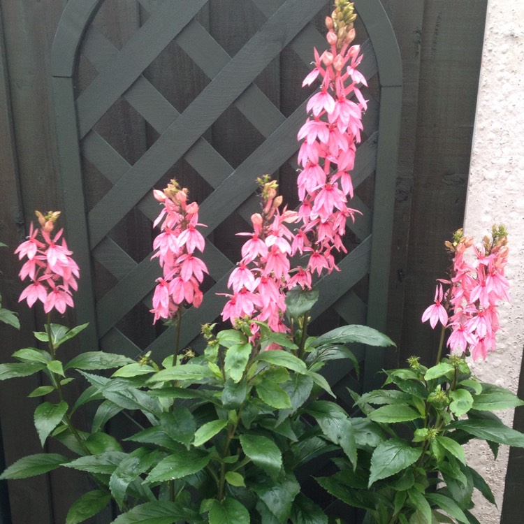 plant image 217466