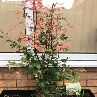 Japanese Maple 'Oridono Nishiki'