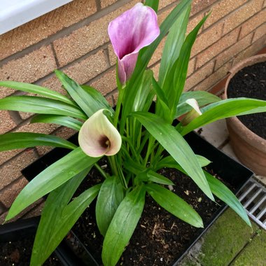 Calla Lily 'Coastal Purple'