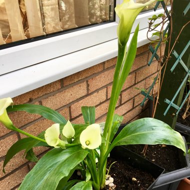 Calla Lily