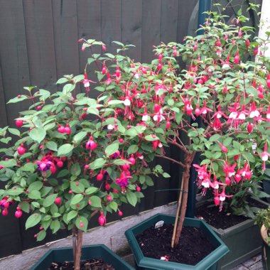 Fuchsia 'Dollar Princess'