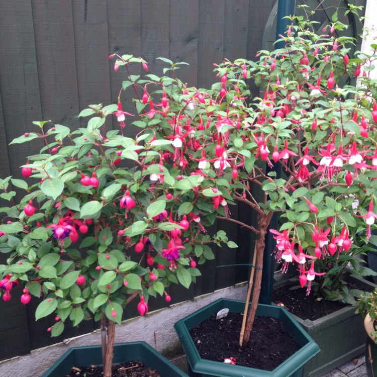 plant image 553398