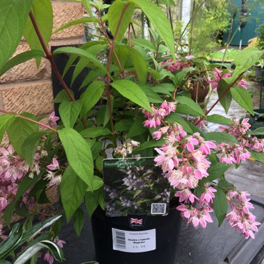 Deutzia 'Magicien'