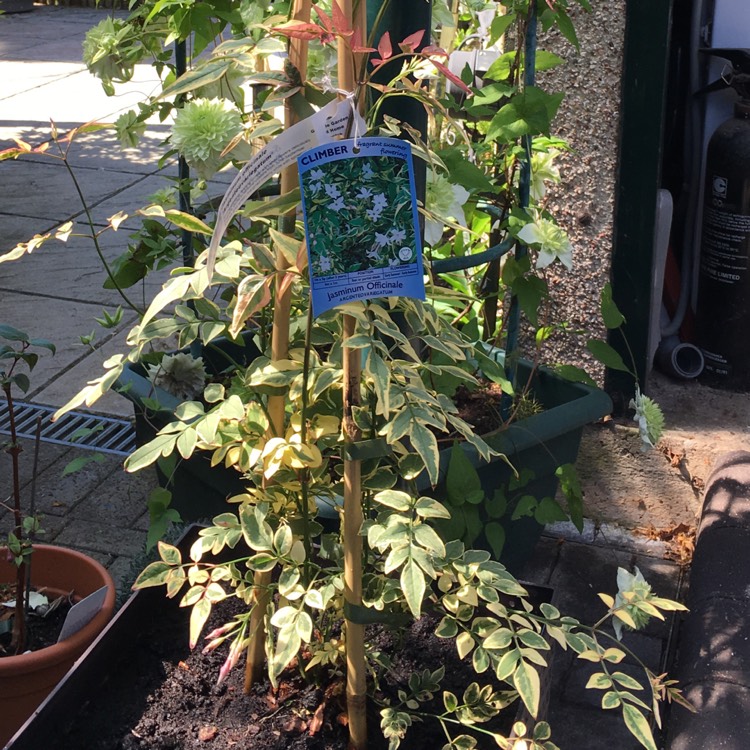 plant image 763600