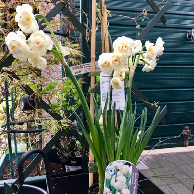 Daffodil 'Bridal Crown' (Double)
