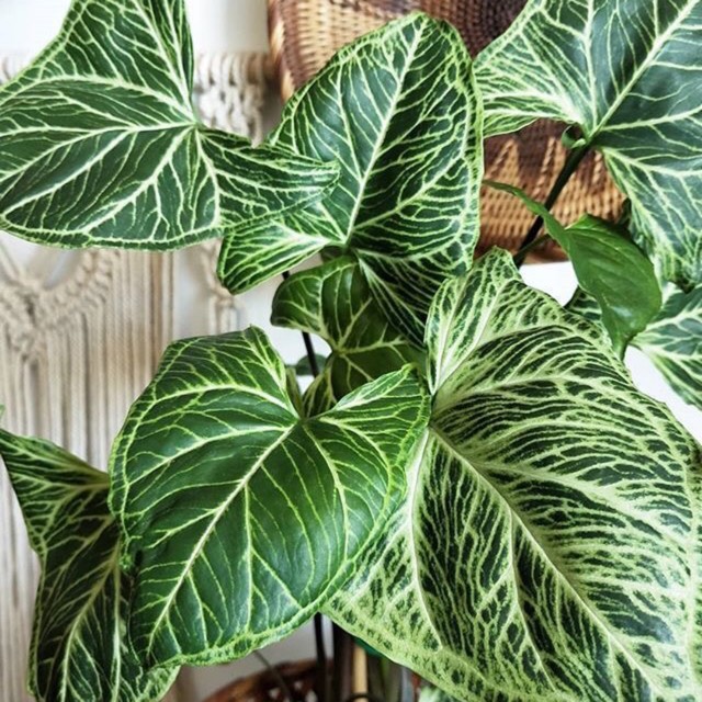 Plant image Syngonium 'Batik'