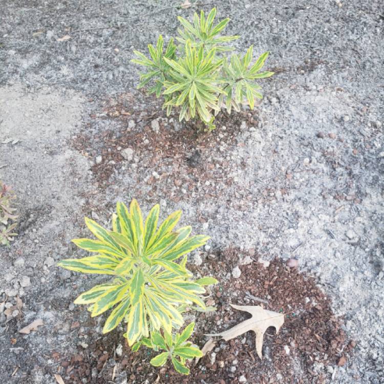 plant image 1402562
