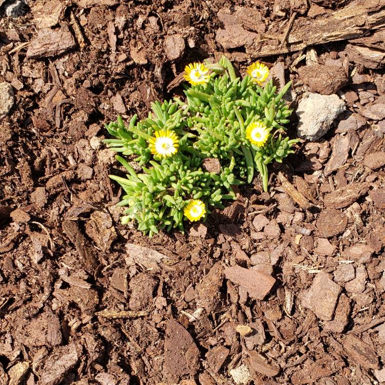 plant image 692029