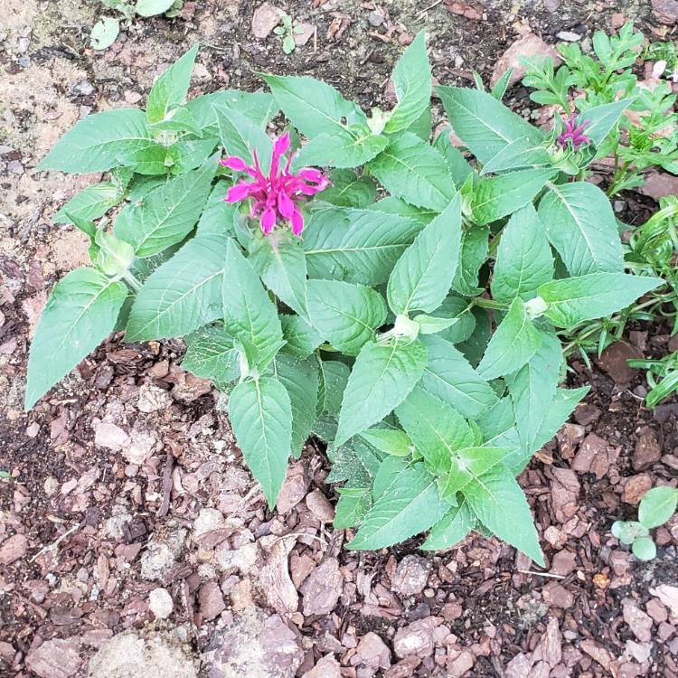 Plant image Monarda Didyma 'Balmy Purple'
