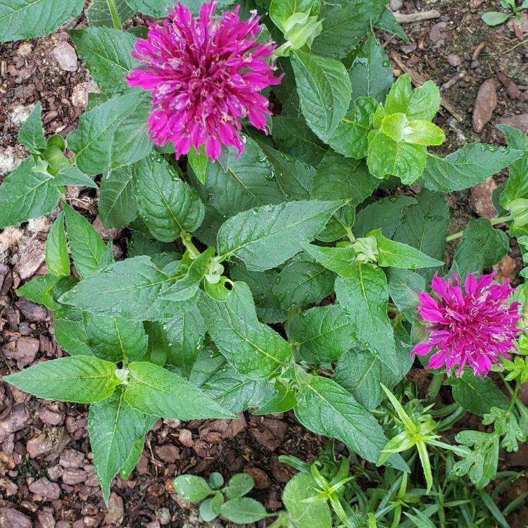 plant image 747761