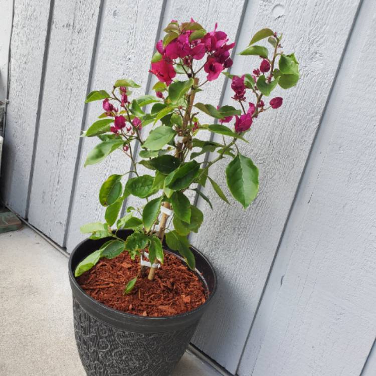Plant image Bougainvillea 'Vera Deep Purple'