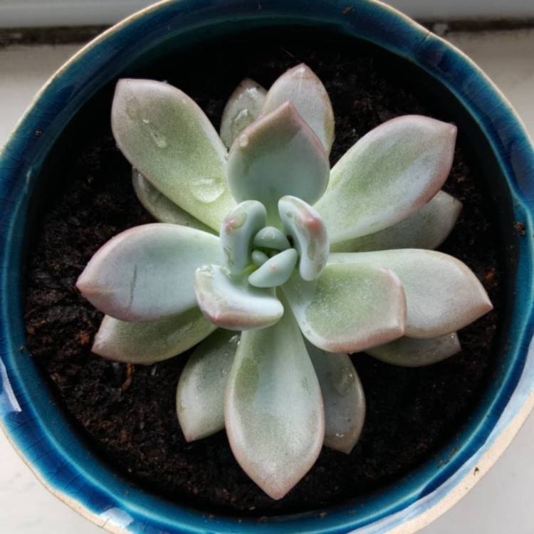 plant image 1146686