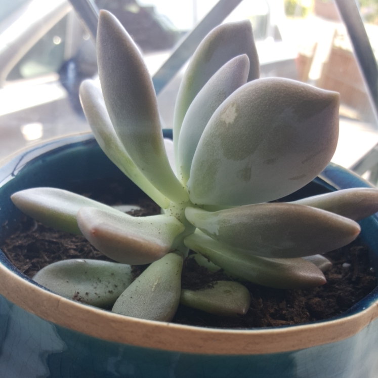 plant image 1146688