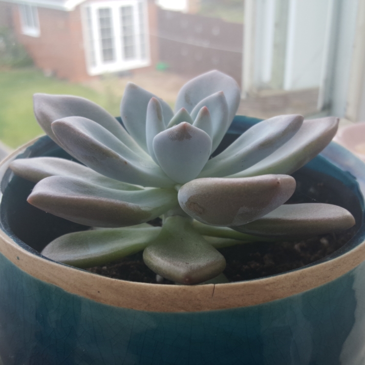 plant image 1152621