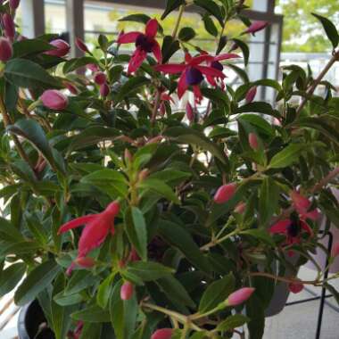 Fuchsia magellanica 'Electric Lights'