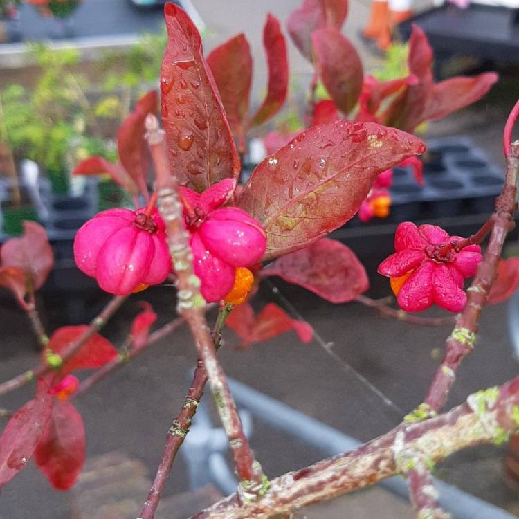 Plant image Euonymus europaeus