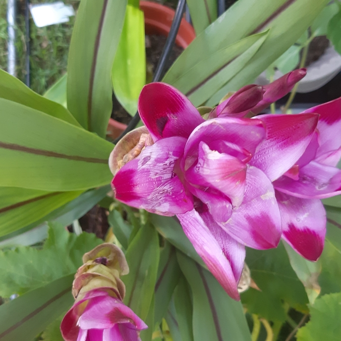 plant image 1350205