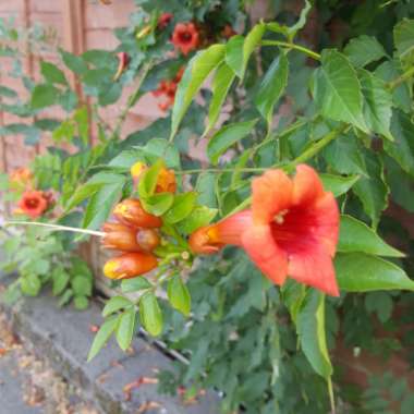 Alison's garden
