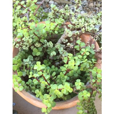 Portulacaria Afra
